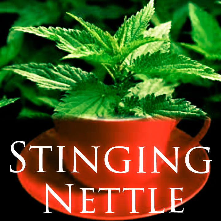 Stinging Nettle  Dried Leaves "Matcha Lattes" - Organic - Buy 1 Get 1 Free  *