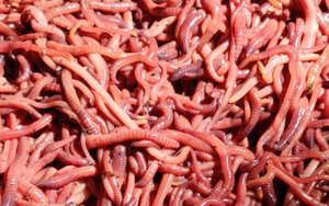 Red Wiggler Composting Worms - Where To Buy Best Near Me. Red Wiggler Composting Garden W Work. Add free compst to your garden soil every day. They are care-free hard workers that make your garden plant happy and healthy. No garden should be with out them.