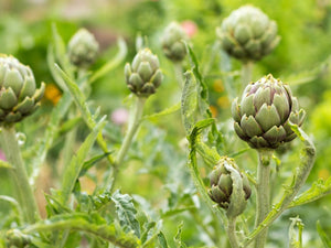 Artichokes contain many nutrients and may offer potential health benefits, including liver health support, blood pressure regulation, and improved fiber and vitamin intake