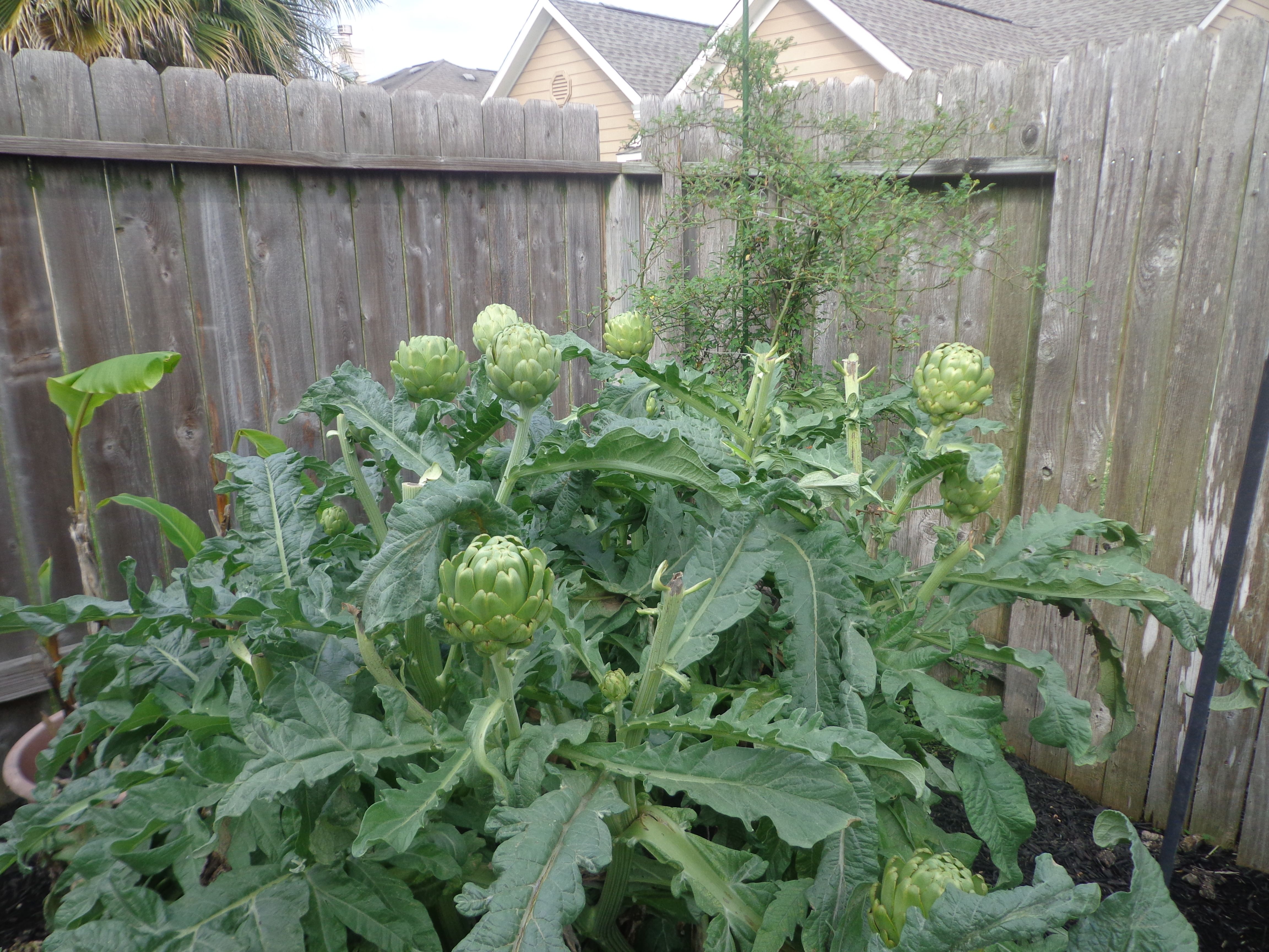 Artichoke plants are fun and easy to grow. They like a composted soil sunlight, and moderate watering. Gardening Artichokes  are easy to plant and fast to grow. Plant many Artichokes and enjoy the harvest.