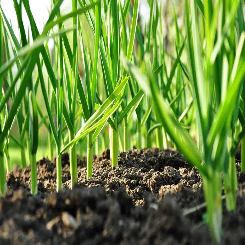 Garlic is easy to grow. Garlic does like compost. Give here extra compost and she will reward you with a plentiful harvest. Furthermore, animals and insects do not like the smell of garlic keeping your garden pest free. Feed your Garlic with Skip Jack Fish Emulsion and they will grow carefree.