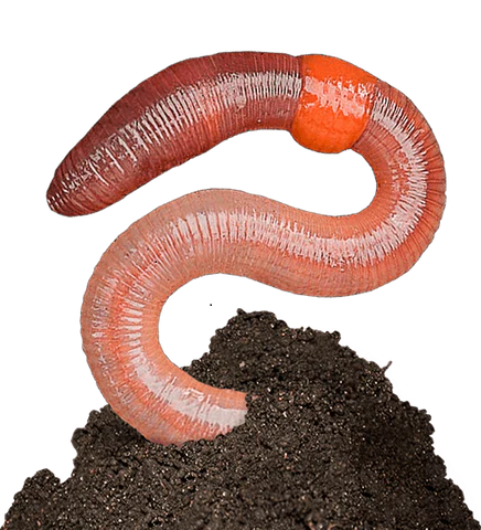 Red Wiggler Composting Worms Every Garden Should Have. Buy Near Me. Get Your garden fertilzer for free. Add Red Wiggler Composting Worms and let these great fellows do the work for you.