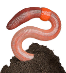 Red Wiggler Composting Worms Every Garden Should Have. Buy Near Me. Get Your garden fertilzer for free. Add Red Wiggler Composting Worms and let these great fellows do the work for you.