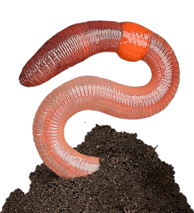 Red Wiggler Composting Worms Every Garden Should Have. Buy Near Me. Get Your garden fertilzer for free. Add Red Wiggler Composting Worms and let these great fellows do the work for you.