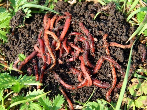 Red Wiggler Worms work hard keeping your garden healthy.  They till the soil. Add bacteria to the compost to help break it down so plants can eat it. Eat bad fungi and pooh and add compost to your compost. Buy Red Wigglers and let them do the gardening work for you.