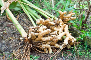 10 Turmeric Tubers Herb Plants For Sale Buy Best Near Me 2.50 ea.