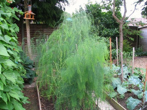  Jersey Supreme Asparagus Plants Bare Roots Crowns 2 Year  Best Buy Online  Where to buy the best  Jersey Supreme 2 Year Asparagus plants - roots - crowns near me? Jersey Supreme are the first to appear early Spring. The 2 years old Jersey Supreme are easy to plant and fast to grow -- a true gardening delight.  Buy many and enjoy years a great harvest.