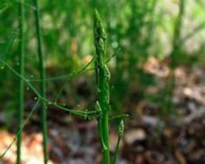 Sale !! Buy 1 Get 1 Free. Jersey Supreme 1 Year old Asparagus root are a gardeners delight. On sale now is the time to take advantage of this sale . Farm raise mature organic roots crowns just waiting to start growing in your garden. 