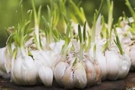 Why plant Jumbo Garlic plants and cloves for sale. Buy the best organic farm raised from the Asparagus Farm. Garlic keeps the bugs out of your garden. Plant Garlic in the early Spring and harvest mid fall..  Take advantage of the Spring Sale on Garlic and save. Where to buy Garlic near me . Buy the best and plant plenty garlic. 