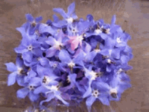 Borage is a herb plant that has a unique flavor  some what like a cucumber. Borage is easy to grow.  If possible morning sun and afternoon shade. Easy to plant fast to grow. Buy many and dry.