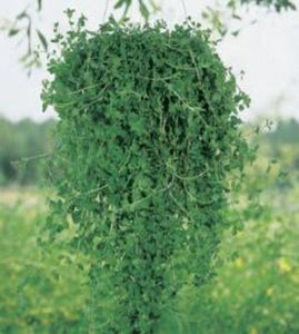 Pennyroyal easyand fast to plants. Great fresh smell. Plant in your garden or hang in a basket. Keeps bugs away.