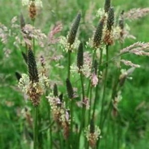 Plantain Seeds are a good healthy snack replace sugar and candy with Plantain Seeds. Take just a few minis to shuck the seeds. Save in a paper bag. Buy Plantain roots and plants and grow  many for when there is none.  Buy organic farm raised Plantain plants and roots for sale.