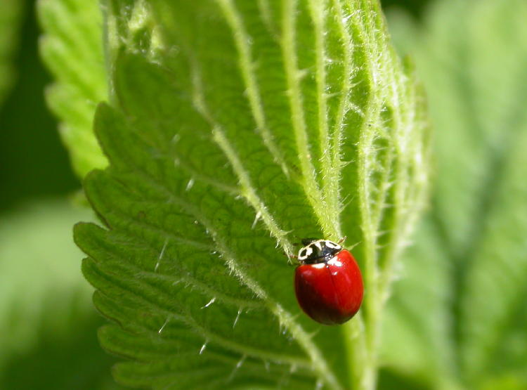 StingingNettle herb plants for sale. Buy many Stining Nettle. Easy to plant fast to grow. Freeze many Stinging Nettle for when there is none. A herb gardeners delight. Easy care-free gardening Stinging Nettle plant.Buy many and dry for when there is none.