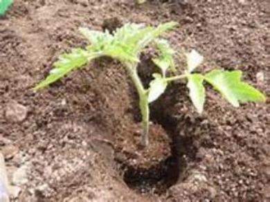 Buy the worlds smallest tomato plant . And garden organic tomatoes all season.